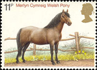  Уэльский пони   